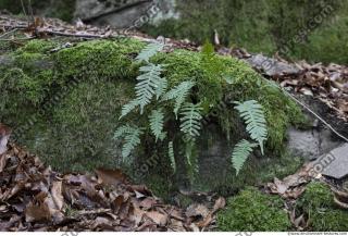 Photo Textures of Moss